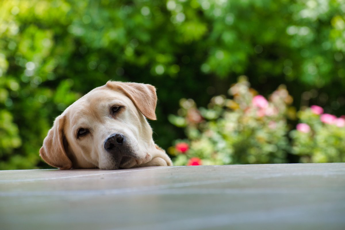 100X100mascota's tweet photo. ¿Sabías que queda menos de un mes para disfrutar de una nueva edición de #100x100mascota? 🐶
No olvides que si quieres acudir con tu mascota deberás inscribirle en la Comunidad de Perros Solidarios y comprar su entrada después ➡️ https://t.co/ziT7V4qGG3 https://t.co/5hxHOI79In