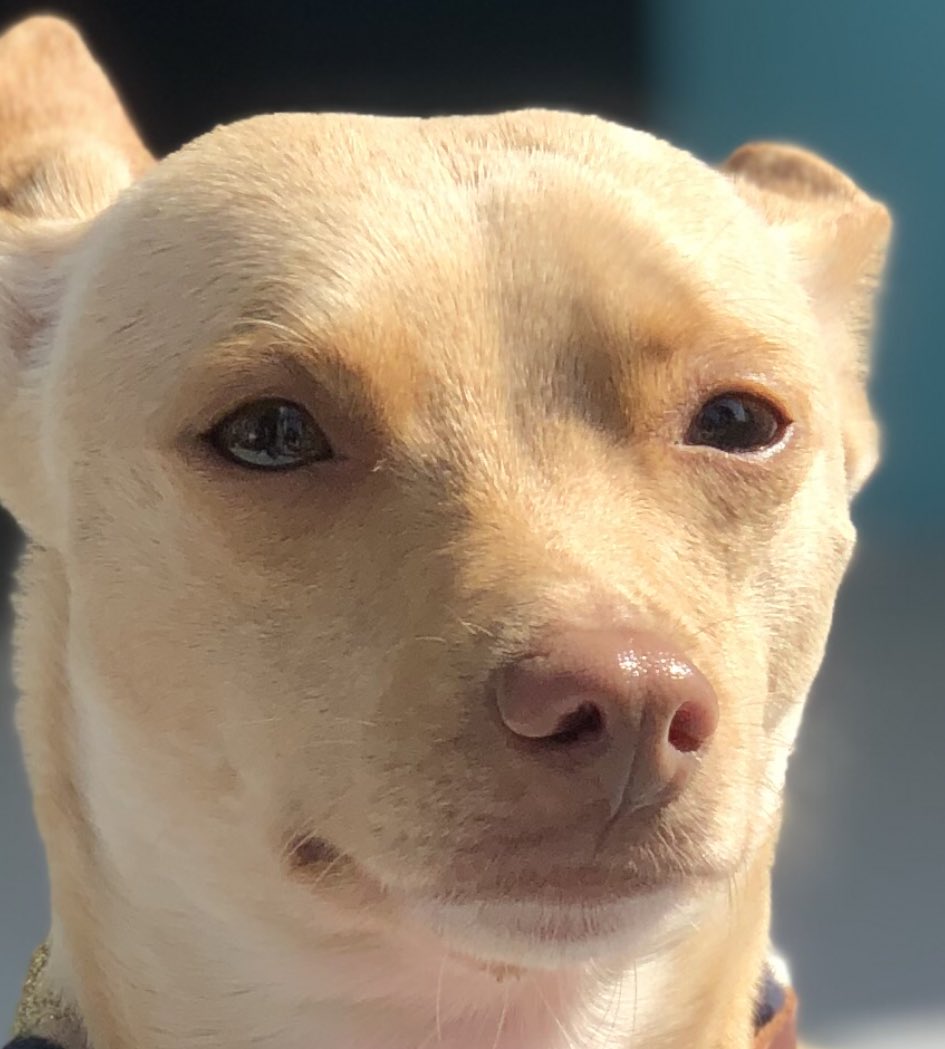Nato_o's tweet photo. Présentement la joie sur le visage de ma chienne. Ravie d’avoir participé à une course canine avec sa maîtresse #complicité https://t.co/RtFJjz9nMp