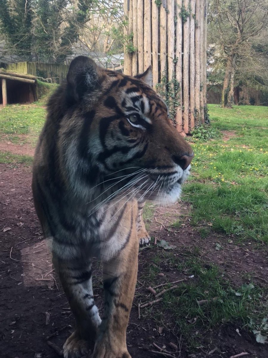 JaneSimmonds18's tweet photo. Gorgeous Fabi @PaigntonZoo https://t.co/vpaA9xoRYL
