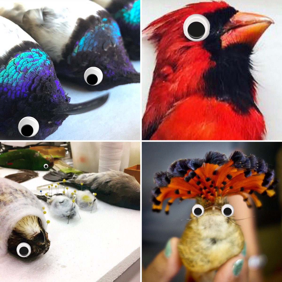 You spoke. We listened. You said the cotton eyes of our research specimens were creepy, so we added plastic google eyes to all 65,000 specimens. Comments section FTW! 👀 Enjoy our new, totally not creepy specimens.