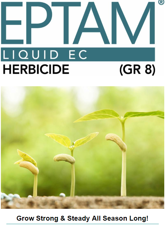 rjanssen19's tweet photo. EPTAM Herbicide by @gowancanada.  What makes EPTAM different than other dry bean herbicides?  It is a GR 8. https://t.co/69ffzJYeZV https://t.co/KftFIcTgBS