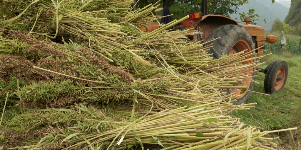 THEMMEXCHANGE's tweet photo. After farm bill legalizing hemp, acreage triples as tobacco sales decline; 1000 farmers approved 

https://t.co/uZmDG4Xpkc #MME #Hemp #Hempseeds #CBD #KY #Kentucky https://t.co/dV5Eg7Nwwt