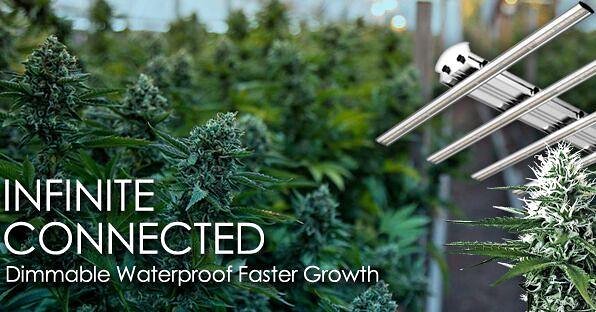 Check out our selection of quality grow lights for your horticultural needs. Be sure to puff puff pass this tweet on😎🤩
420hydroponics.ca