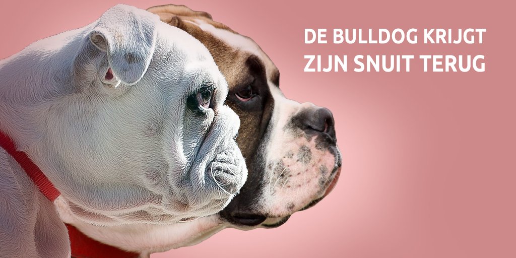 DierenRecht's tweet photo. Goed nieuws voor de #Bulldog! Eindelijk zijn er foknormen voor de snuitlengte van de rashond. We zijn er nog lang niet, maar deze overwinning bewijst dat druk zetten helpt. Kijk vanavond naar Radar 20:30 NPO 1 waarin we tekst en uitleg geven! #Feestneus
https://t.co/WjkBgCaJpG https://t.co/cwLBkUaJ8N