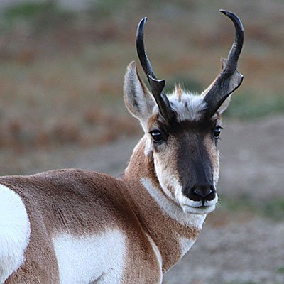 North Dakota pronghorn hunters enjoy successful season. <a href="/OutdoorsND/">Outdoors NorthDakota</a> #hunting #pronghorns outdoornews.com/2019/04/01/nor…