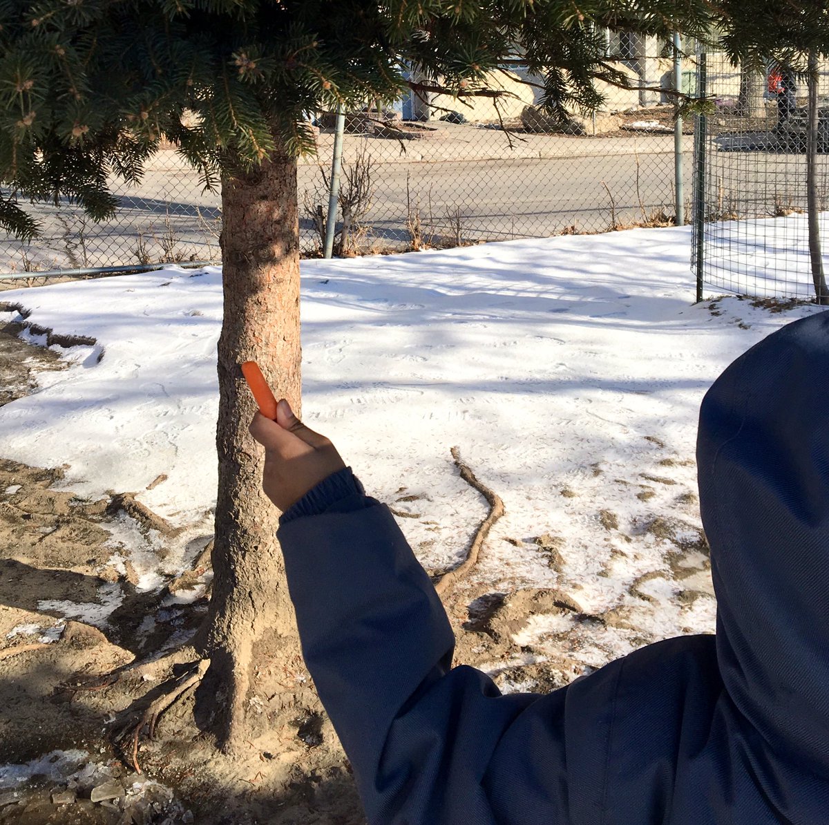 vickys_class's tweet photo. Searching for the elusive Lirpa Loof bird by holding their favourite food (carrots) up in the air. #AprilFools #readitbackwards https://t.co/QIuHYOpgY2