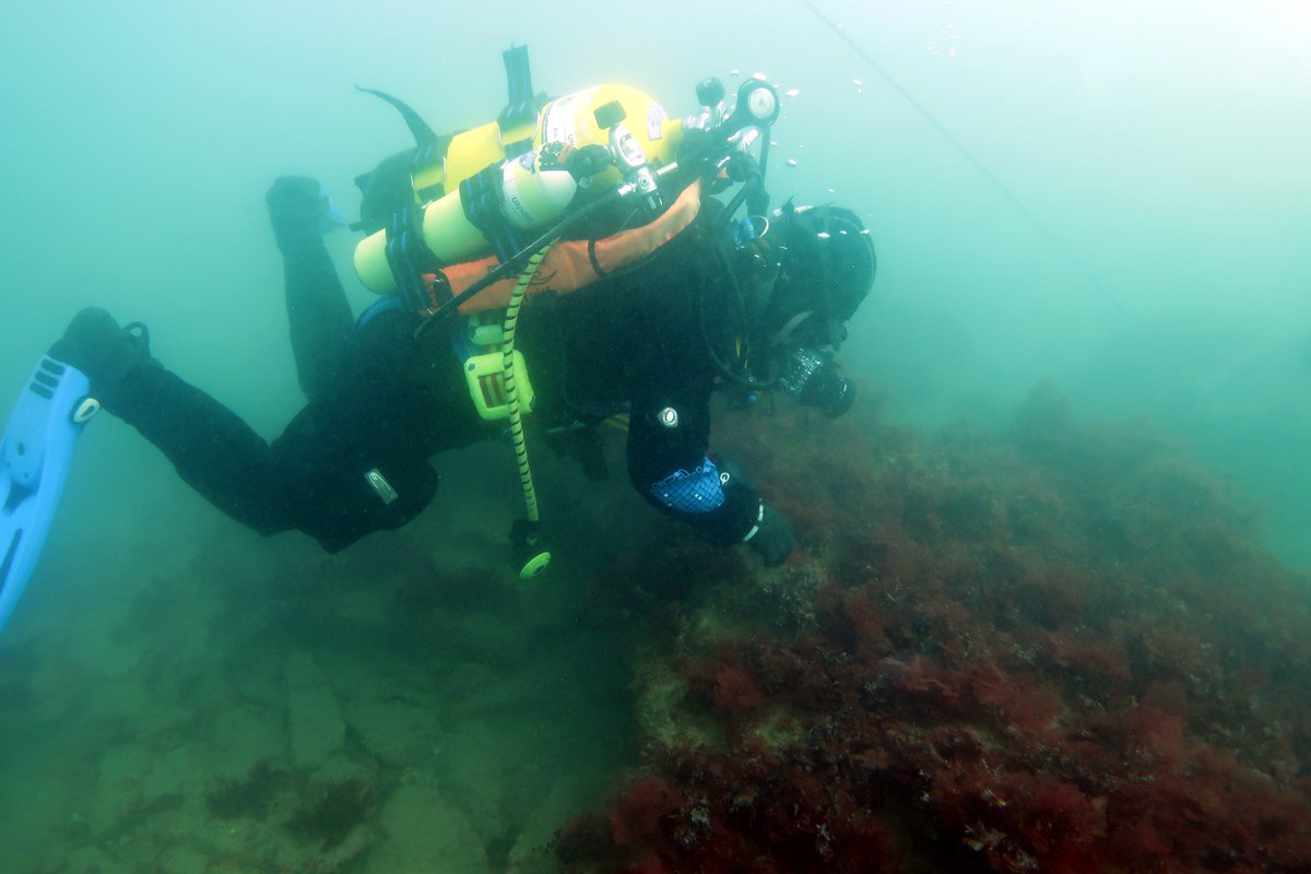 Dr Alice Hall tweet media