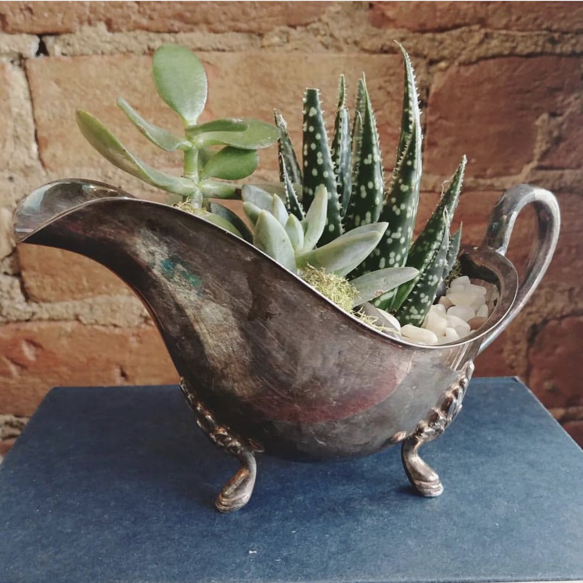 PerthPopUpEvent's tweet image. Our favourite plant queen is back! Designed by Dana creates the most adorable succulent &amp;amp; cacti🌵 arrangements in upcycled &amp;amp; vintage vessels. All plants are either raised by Dana herself or other local, independent nurseries. Find her at the Eco Market x Trashion Week April 17th!