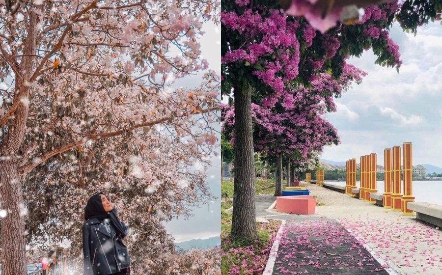 501Awani's tweet photo. #AWANInews [GAYA HIDUP] Wah... selepas Kedah, Sabah pula dihujani 'bunga Sakura'! https://t.co/sdT6wJe4gw https://t.co/RDJOfKR1Mv