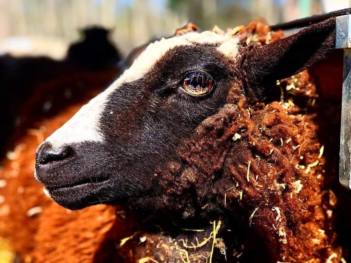 RileyFarmRescue's tweet photo. #riseandshine🌞 Our #gorgeous girl Thumbelina 🐑 wishes everyone a #happymonday 😎. Her eyes #though 😍😍😍 👋🏼 to her sponsor mom Marcie Coate ❤ VISIT OUR WEBSITE- https://t.co/dHXBBZuu6H
.
.
.
#farmanimals #beauty #animalsareinnocent #iloveher #sheepsofinstagram #justiceforall https://t.co/tgtTDjQd78