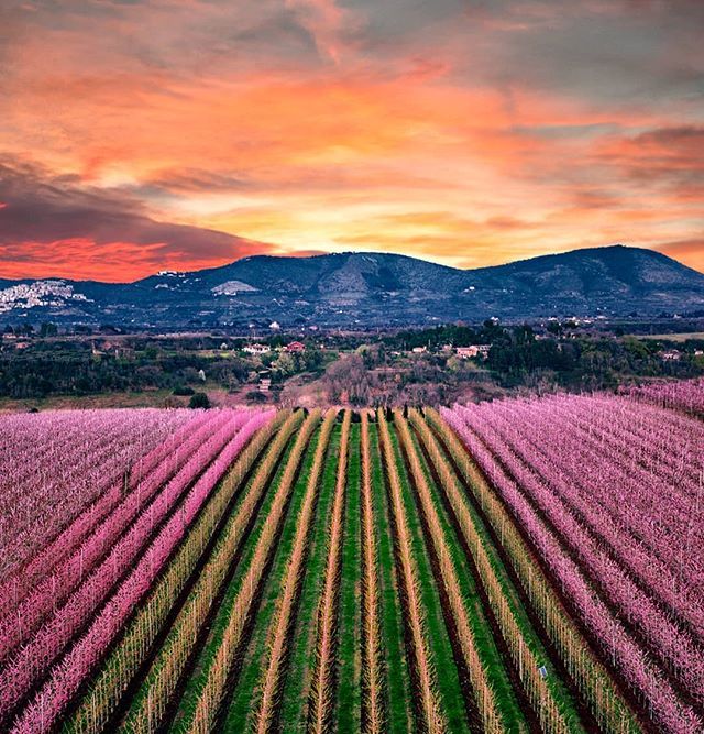 Almond? fields near Rome, I accidentally stumbled upon.

#almondblossom #LazioIsME  #igerslazio #yallerslazio
#italy_vacations #italian_places #TopItalyPhoto #ig_italy #igersitalia #yallersitalia #vivo_italia #ITALIA_INUNOSCATTO
#europe_greatshots  #europe_vacations #topeuro…