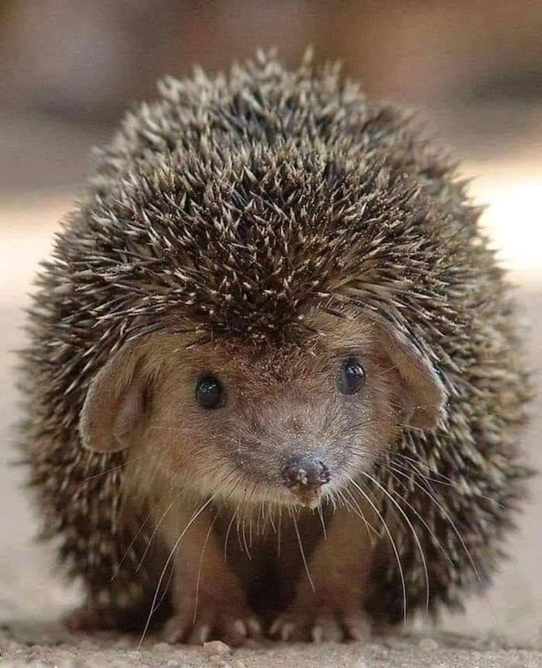 Loovenelle's tweet photo. Faites attention à ne pas m'écraser le soir, dès la tombée de la nuit sur les routes, mes petites pattes ne me permettent pas de courir vite..
Si vous me voyez dans votre jardin mettez moi des croquettes pour chats au poulet et de l'eau fraîche uniquement de l'eau jamais de lait. https://t.co/BRPlC5GBTl