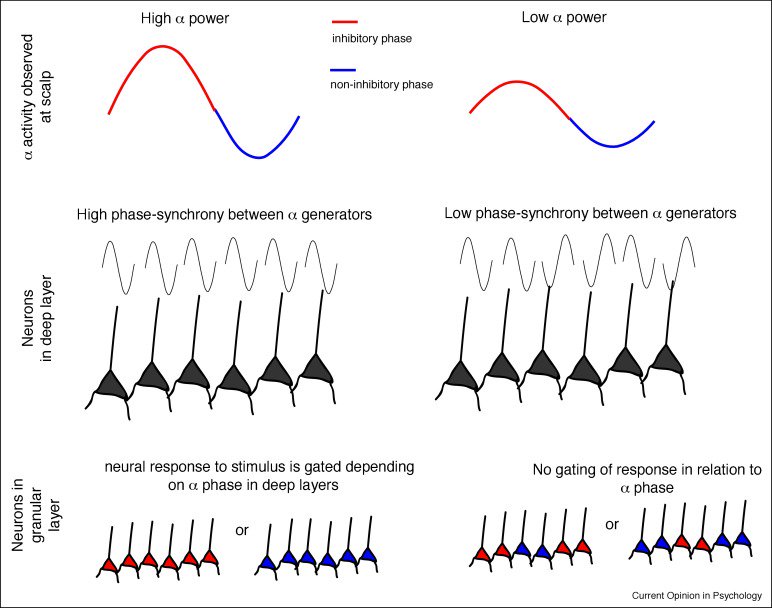introspection's tweet image. The functional role of alpha-band activity in attentional processing: the current zeitgeist and future outlook sciencedirect.com/science/articl… #Review #Neurodynamics