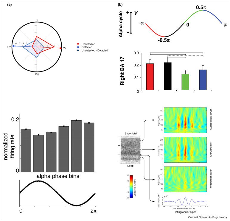 introspection's tweet image. The functional role of alpha-band activity in attentional processing: the current zeitgeist and future outlook sciencedirect.com/science/articl… #Review #Neurodynamics