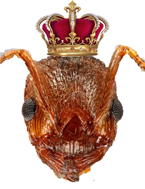 The Fire Ant (@f3fireant) on Twitter photo All hail <a href="/F3theFort/">F3 The Fort</a> 1st F Q, <a href="/F3_Royale/">Joshua French</a>, will lead the Fire Ant beatdown tomorrow.
Come prepared to work!! All hail <a href="/F3theFort/">F3 The Fort</a> 1st F Q, <a href="/F3_Royale/">Joshua French</a>, will lead the Fire Ant beatdown tomorrow.
Come prepared to work!!
