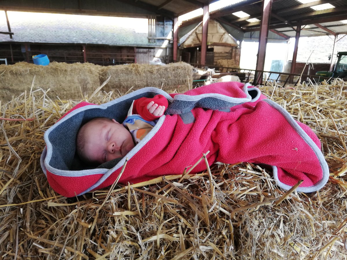ktbrian82's tweet photo. My lambing assistant @Sheep_365 https://t.co/7zxLAhrpFj