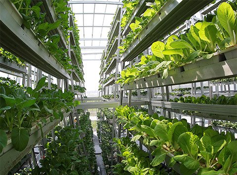 LOptics2019's tweet photo. Vertical Farming Market research details shared in report https://t.co/4JJT3ZsZGC https://t.co/CAVlLKUgjA