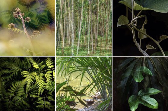 ruth_rem's tweet photo. A few blends, ferns &amp; a sunbathing terrapin. A day out with my camera 🌱#singaporebotanicgardens #foliage #blends #greenleaves https://t.co/q9BuvzugKT