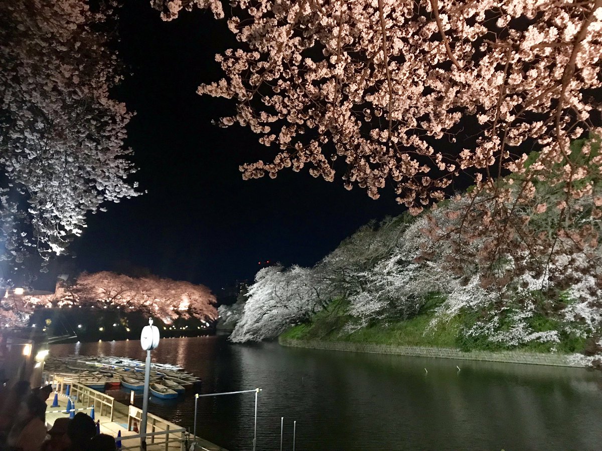 fxllinluv's tweet photo. Sakura à Tokyo 🌸 https://t.co/bON1dSej5j