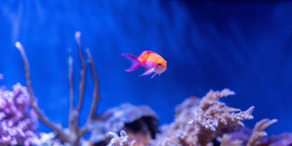 ACCEO_ERP's tweet photo. Ceci n'est pas un poisson d'avril! Saviez-vous que votre PME pourrait bénéficier de subventions et de crédits d’impôt pour implanter un nouvel ERP? [blogue] #LogicielDeGestion #PME #ERP https://t.co/wtfZ5Wj4lb https://t.co/c03tRrWKJj