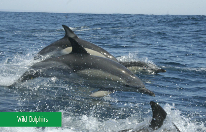 wildwatchpt's tweet photo. #dolphinwatching wild and free #algarve #ferragudo
places left for tomorrow dolphin trip at 1000
https://t.co/t5RoWVNYVN https://t.co/jRv6fvOgNO