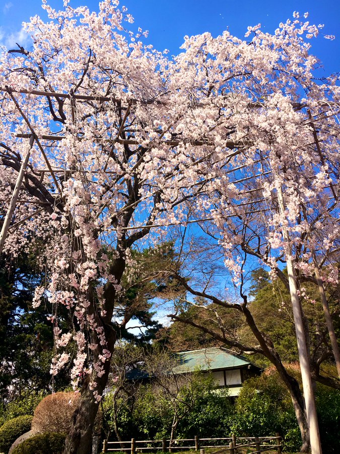 清水公園の桜22 ライトアップや屋台はある 桜祭りや開花状況も