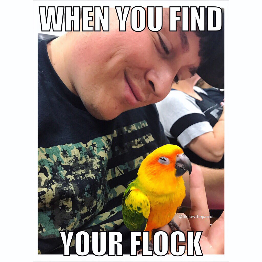 tikitheparrot's tweet image. Finally found my flock of humans 🦜💕👫 #TikiKeyTheParrot #BirbMeme #SunConure #Parrot