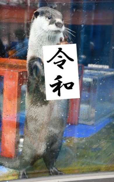 キグルミ tweet media