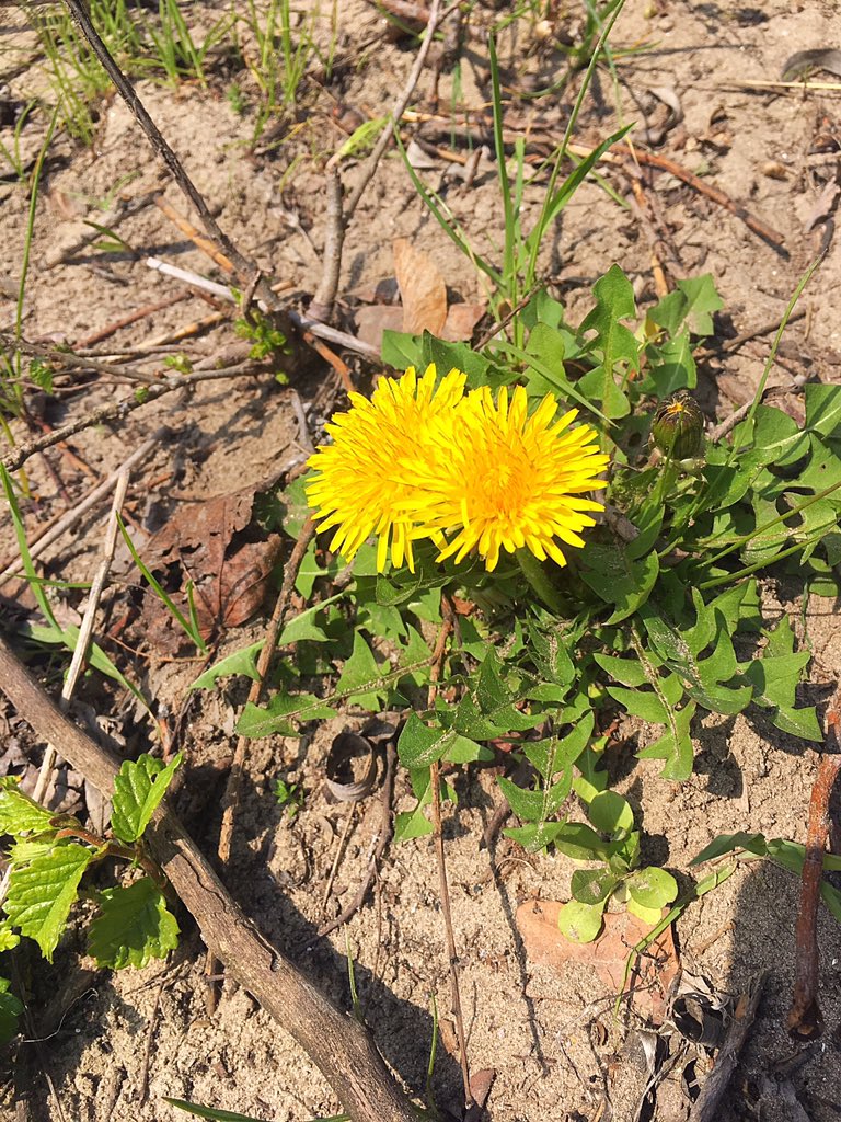 luzsolar66's tweet photo. Sie kennen Bimbaum?
https://t.co/ls9Q8navkW
#Garten #Natur #Bimbaum https://t.co/2wo2AsZDes