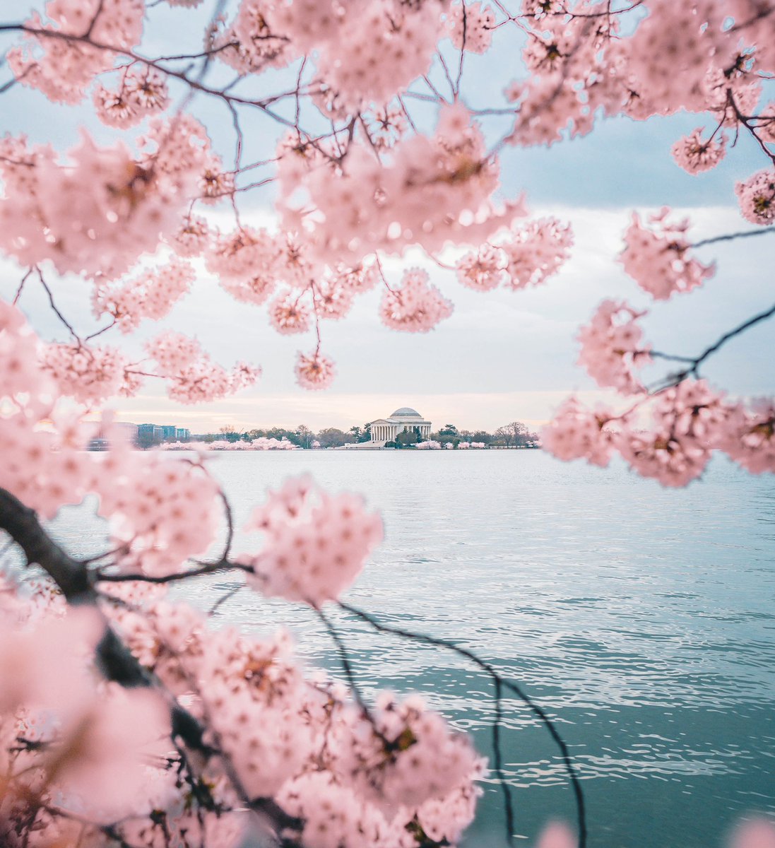 sup's tweet photo. 🌸 Peak bloom has hit DC 🌸
#cherryblossom https://t.co/6t7fUkyNjh