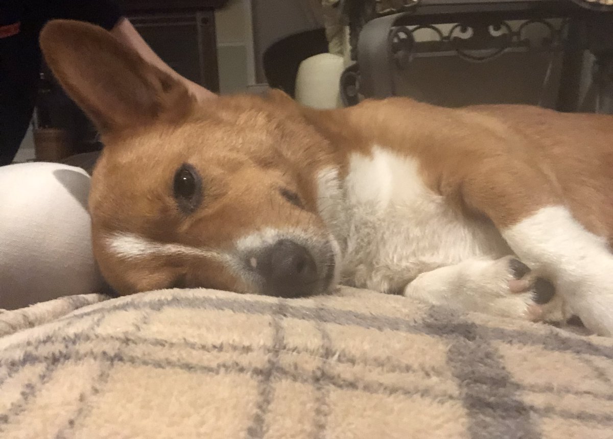 disequil's tweet photo. [ 🐶 CORGTAN SONYEONDAN ]

😪😴

#CORGA #CORGTAN https://t.co/snP7uLkPmr