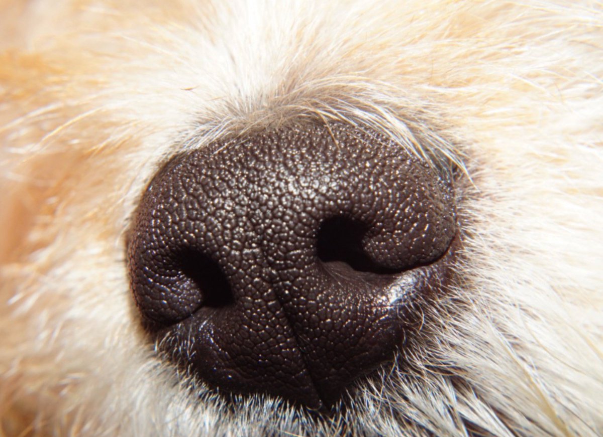 OpkoHealthEurop's tweet photo. Perros que detectan la epilepsia por medio del olfato. Científicos franceses de la Universidad de Rennes, en un estudio publicado en «Scientific Reports» concluyen que los perros pueden captar el olor de un ataque epiléptico. https://t.co/8LezbIs3nR https://t.co/gwUznkwnUE