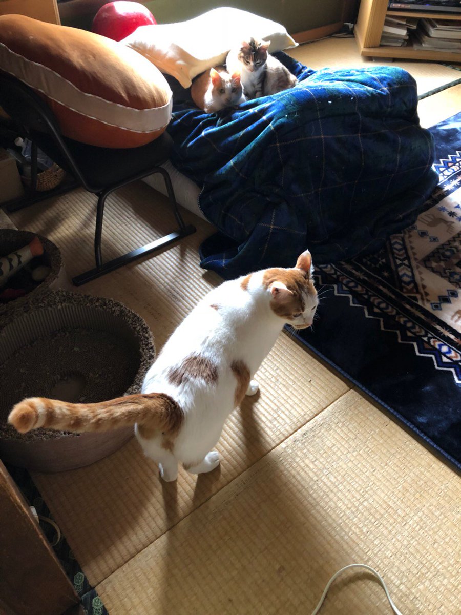 こちら実家の猫の親子です 一瞬困惑するほど大きく育った息子猫さん 右がどっちか分からなくなるバグが発生しました Togetter こちら実家の猫の親子です 一瞬困惑するほど大きく育った息子猫さん 右がどっちか分からなくなるバグが発生しました Togetter