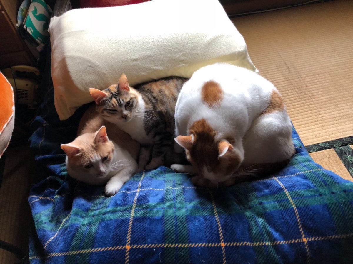こちら実家の猫の親子です 一瞬困惑するほど大きく育った息子猫さん 右がどっちか分からなくなるバグが発生しました Togetter こちら実家の猫の親子です 一瞬困惑するほど大きく育った息子猫さん 右がどっちか分からなくなるバグが発生しました Togetter