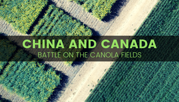 FoodInstitute's tweet image. #ICYMI: Last week in the #FoodInstituteBlog: "#China and #Canada Battle on the #Canola Fields" - bit.ly/2FGy946