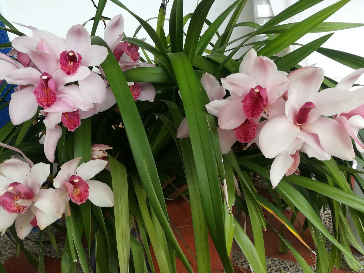 A friend of our #hydrangeas
#flower #flowerofthemonth #orquídea 
#nature 
#naturaleza