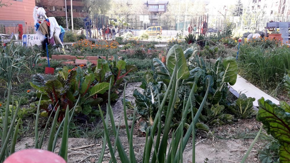 Descubre el huerto urbano '40 fanegas' de <a href="/JMDChamartin/">Distrito Chamartín</a> con más de 120 especies y múltiples actividades. diario.madrid.es/chamartin/2019…