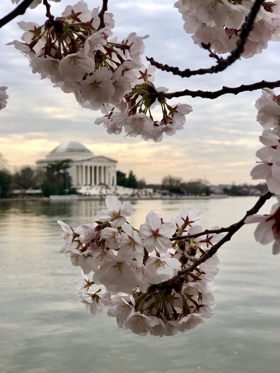 #PeakBloom has arrived in DC and so have my allergies🌸🌸🌸