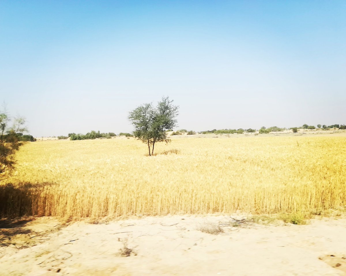 kamranisbest's tweet image. It was amazing to see as in one corner of punjab wheat is still green while in other they are #harvesting #Punjab #Pakistan #NayaPakistan