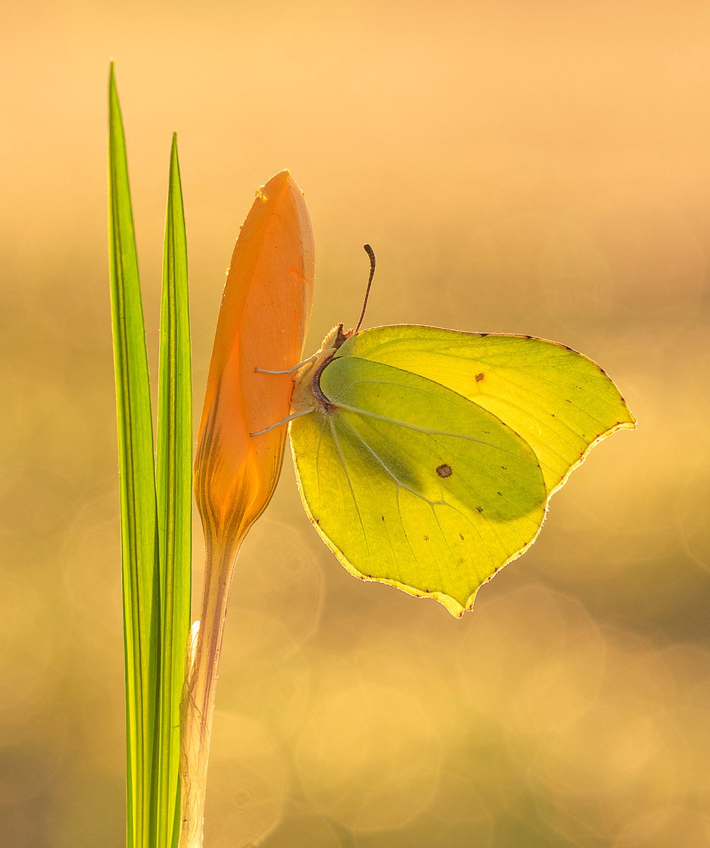savebutterflies's tweet image. Can you get us to 60,000 followers this #April? Retweet and help spread awareness of butterfly and moth #conservation.

A big shout-out and thank you to all of you who already follow, support and share sightings with us - keep them coming! 💚

Brimstone (G rhamni) by K. Bednarska