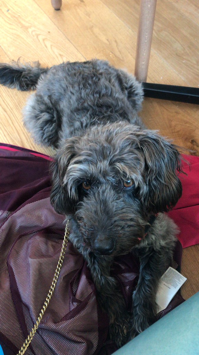 Just had a great lunch <a href="/RockfishExeter/">RockfishExeter</a> great food, had a monkfish and prawn burger, excellent mushy peas and lovely staff and venue, the deal maker was they let dogs in so Archie tucked under the table very nicely!