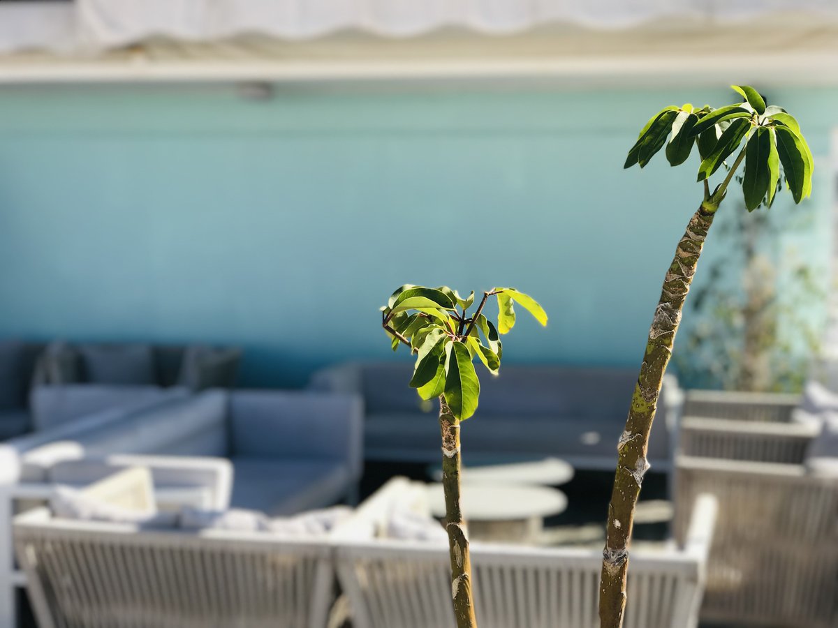 sunprimeocean's tweet photo. Welcome April!
#SunprimeOceanView #CoralHotels #HappinessInTheSun #Tenerife #April https://t.co/LgAlvYceuK