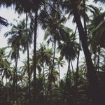 Photo by SunEstatesDevelopers (@SunEstates_Goa)