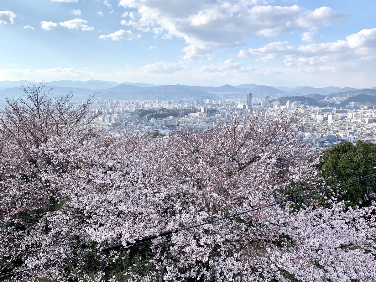 kagawatch's tweet photo. After viewing #Shukkeien (Japanese garden), I went to Mt. #Ougon to view cherry blossoms.

日本庭園、#縮景園 での桜を観た後は、
#広島 市内一円を眺望できる、
#黄金山 へ。ここも桜は満開では
なかったですが、山頂展望台から
眼下に広がる広島市内の眺めは良く、
いい気分転換になりました。 https://t.co/VUdJkyUO9k