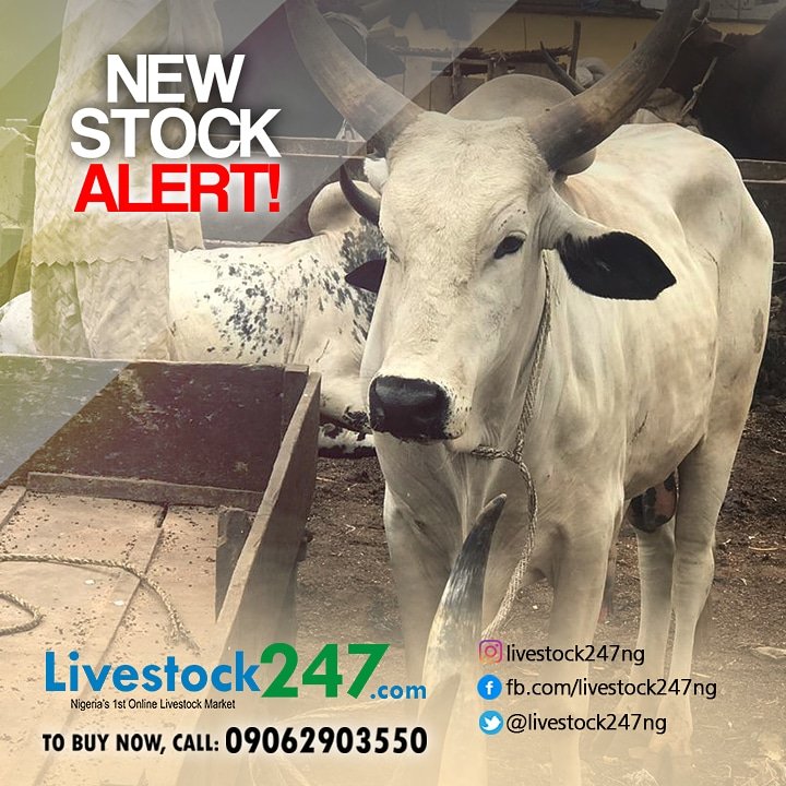 livestock247ng's tweet photo. Meet another member of the gang.
💃💃💃
. 
. 
Buy fit-for-slaughter livestock
at https://t.co/rCPhWtYC9q 
.
.
Order now while stock last.
Call: 09062903550
.
. 
#livestock #livestock247 #livestockng #LivestockNigeria #FitForSlaughter #health #cow #goats #rams #animal #sales #bank https://t.co/MC0P663hcS