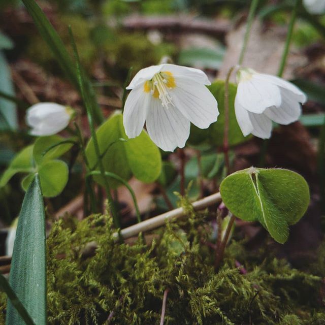 Look what I found nestling in amongst the leaves today! 😍
.
.
.
#woodsorrel #oxalisacetosella #woodlandflowers #wildflowerhour #springflowers #noticenature #springtime #forestflower #britishwildflowers #whiteflowers #nearme #calderdale #caldervalley ift.tt/2FPRT5n