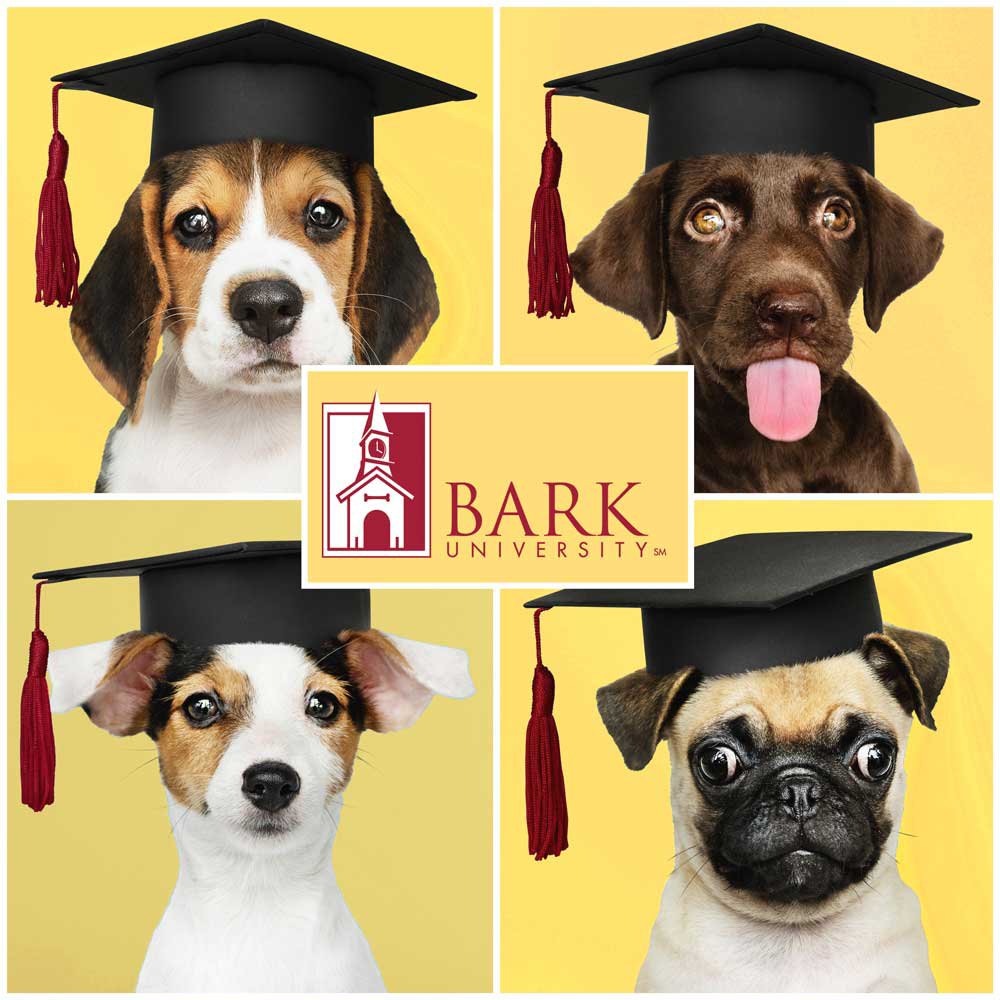 ParkUniversity's tweet photo. Can we get a “woof woof”? Our class of 2019 is getting ready for their big day! What advice do you have for the upcoming growl-duates? #BarkU https://t.co/n0GcIOLeBm