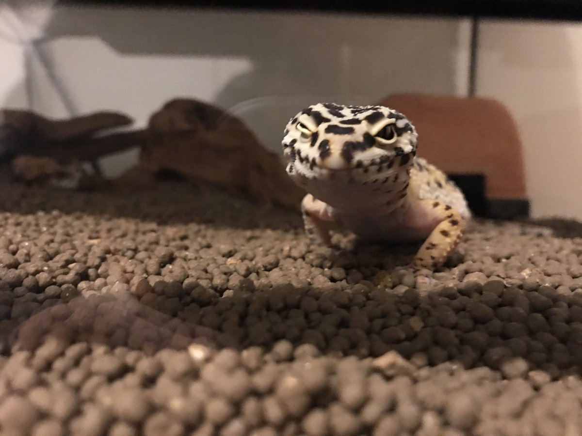 ぱち