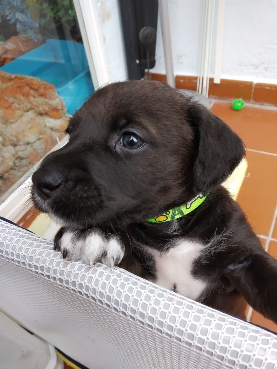 protemalaga's tweet photo. Kit y Congui, hermanitas de un mes de edad, fueron abandonadas en el cementerio. Están en una casa de acogida y nos cuentan que son dos bebés muy activas, enérgicas y, sobre todo, juguetonas. Si quieres adoptar a alguna de las dos: 📩acogidasprotectoramalaga@gmail.com https://t.co/KQZ3cSwVNI