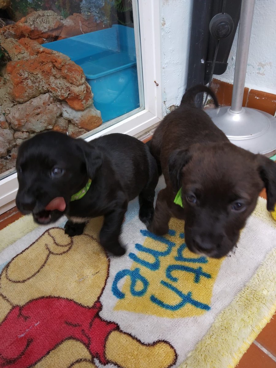 protemalaga's tweet photo. Kit y Congui, hermanitas de un mes de edad, fueron abandonadas en el cementerio. Están en una casa de acogida y nos cuentan que son dos bebés muy activas, enérgicas y, sobre todo, juguetonas. Si quieres adoptar a alguna de las dos: 📩acogidasprotectoramalaga@gmail.com https://t.co/KQZ3cSwVNI